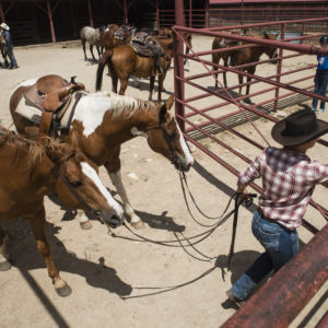 Wrangler Heather Youmans leads horses out of the corral to give to Sidewinder participants for a horseback ride on July 17, 2017 at Cattle Headquarters.