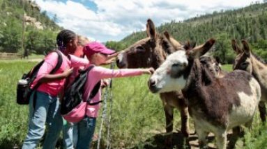 Petting zoo and pony riding