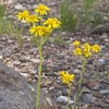 Fendler’s Groundsel