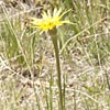 Yellow Salisfy
