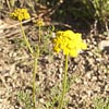 Mountain Parsley