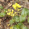 Creeping Hollygrape (Oregon Grape Holly)