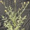 Flixweed (Common Tansymustard)
