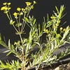 Leafy Spurge