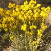 New Mexico Groundsel