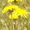 Common Dandelion
