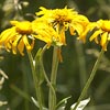 Orange Sneezeweed