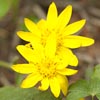 Heart-Leaved Arnica
