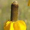 Mexican Hat