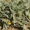 Buffalo Gourd