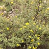 Shrubby Cinquefoil