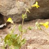 Yellow Monkeyflower