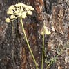 Whiskbroom Parsley