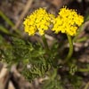Alpine Parsley