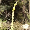 Woolly Mullein