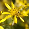 Cutleaf Groundsel (Golden Ragwort)