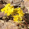 Yellow Stonecrop