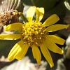 Thick Groundsel