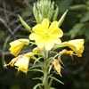 Hooker’s Evening Primrose
