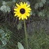 Blackeyed Susan