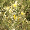 Blazing Star (Yellow Stickleaf)