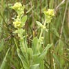 Stiff Goldenrod