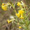 Wayside Gromwell (Puccoon)
