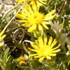 Rock Ragwort (Rock Groundsel)?