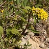 Dwarf Goldenrod
